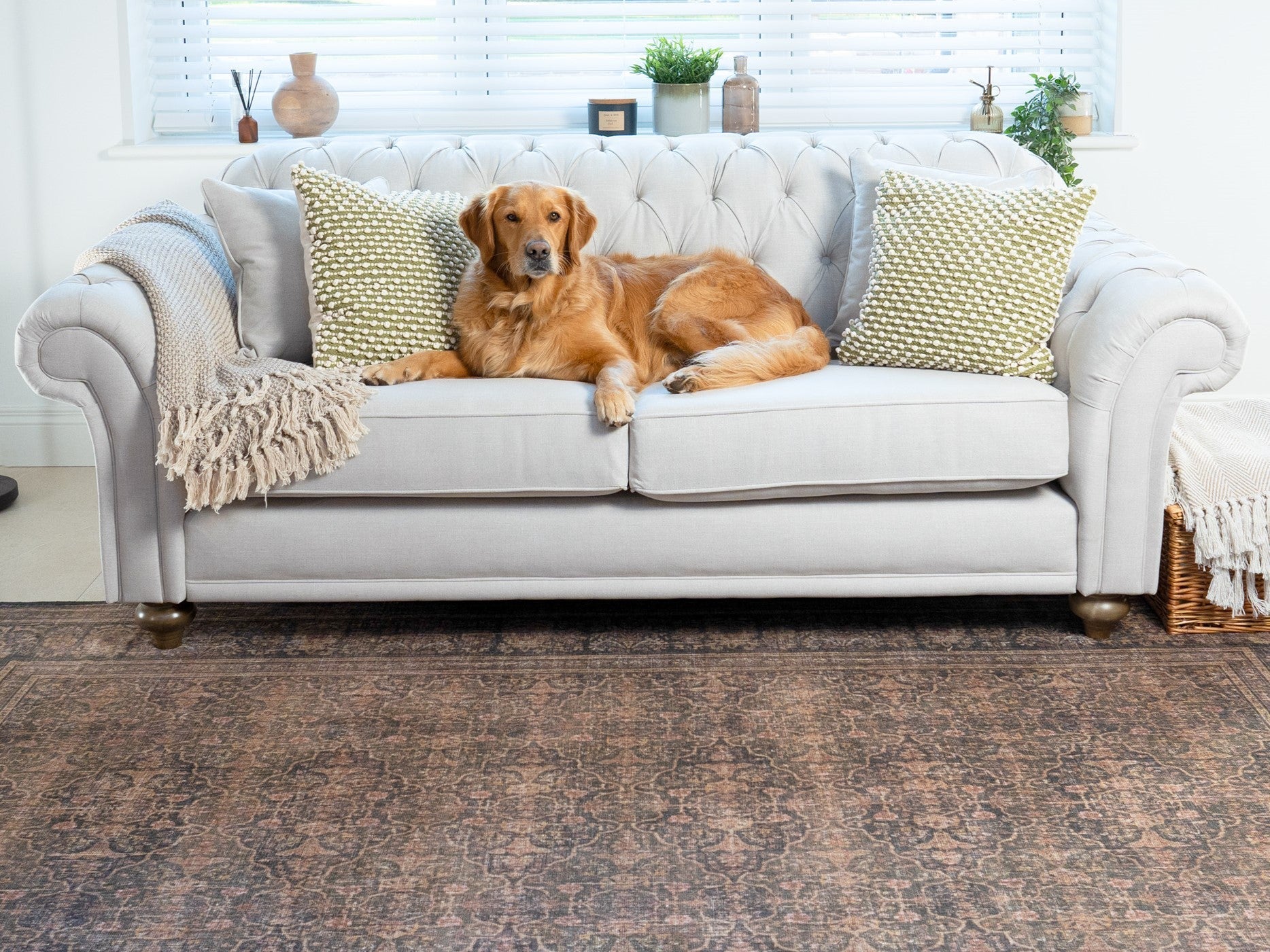 Golden retriever lounging on a white sofa with green pillows and a beige throw in a cozy living room setting.