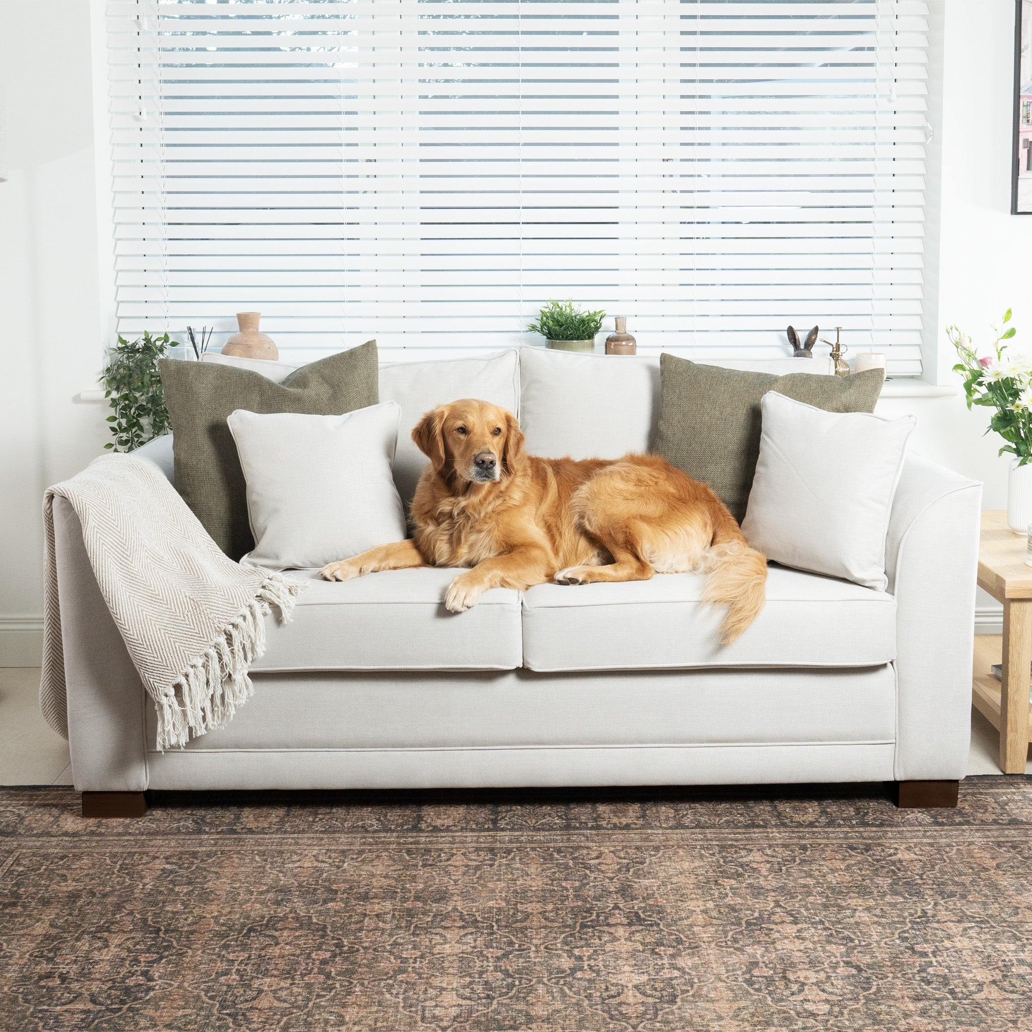 Golden retriever lying on a beige sofa with green and white pillows, next to a window with blinds.