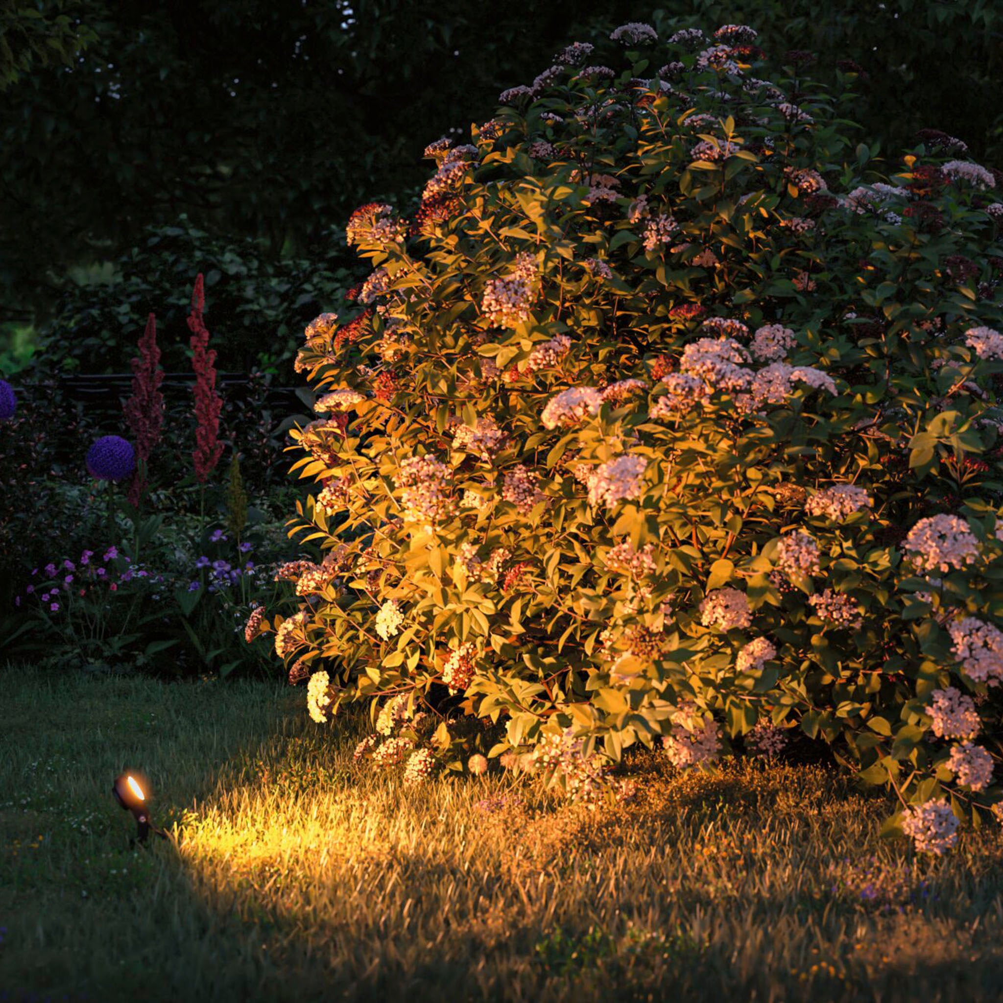 The Paulmann - Plug & Shine Outdoor Sting 18W LED Warm White Expansion Set in anthracite brightly illuminates a bush adorned with pink flowers at dusk, amidst grass and other nearby foliage. This weather-resistant luminaire generates a calming evening glow for your outdoor space.