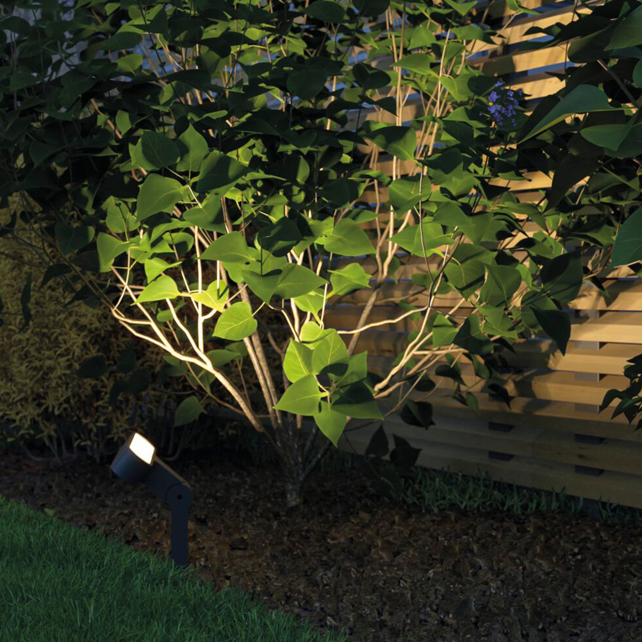 The Paulmann - Plug & Shine Outdoor Ito 6W LED Horizontal Garden Spotlight in Anthracite projects an asymmetrical beam angle, elegantly highlighting a leafy shrub against a wooden fence during the night.