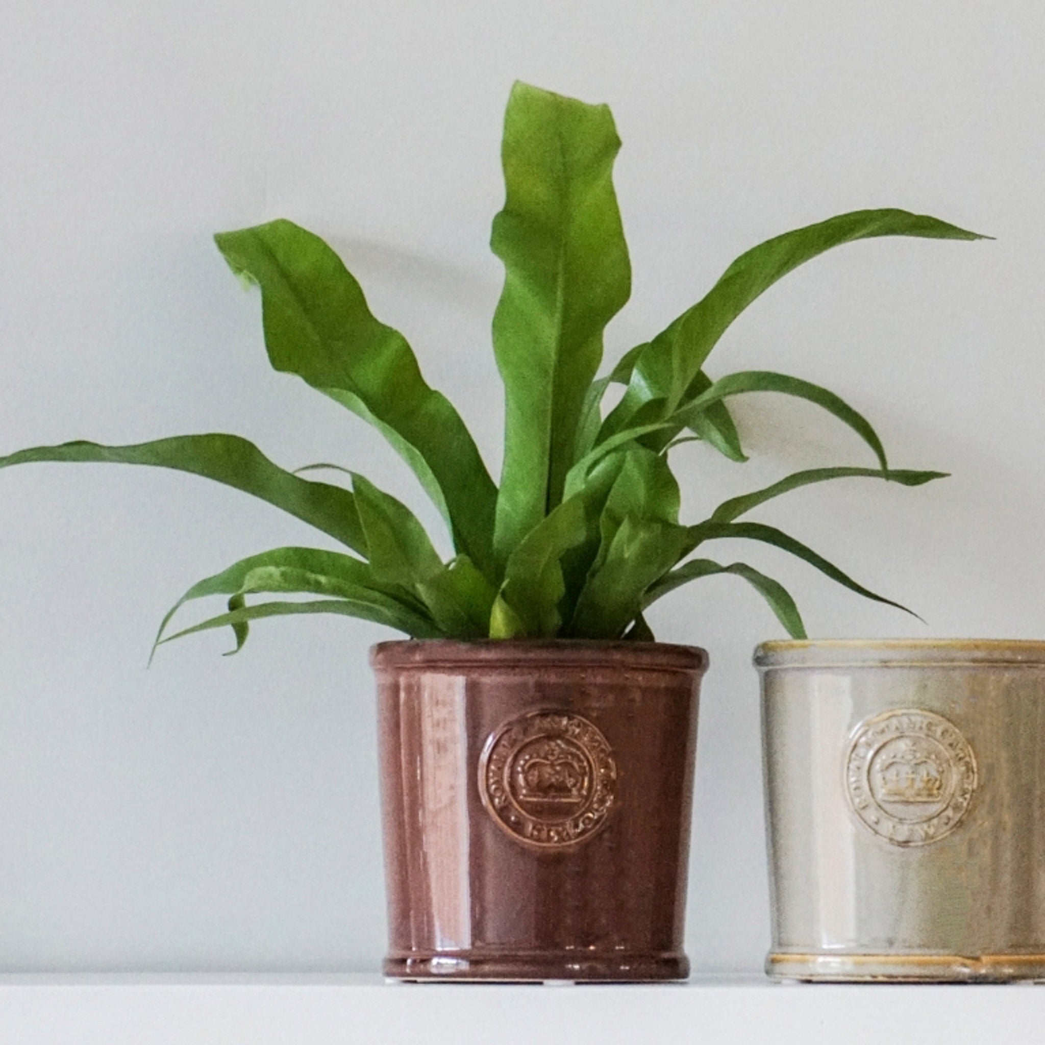 Two potted plants rest on the shelf; the left in a brown Ivyline - Kew Reactive Glaze Plum Planter, and the right in a beige pot, both displaying vibrant green leaves.