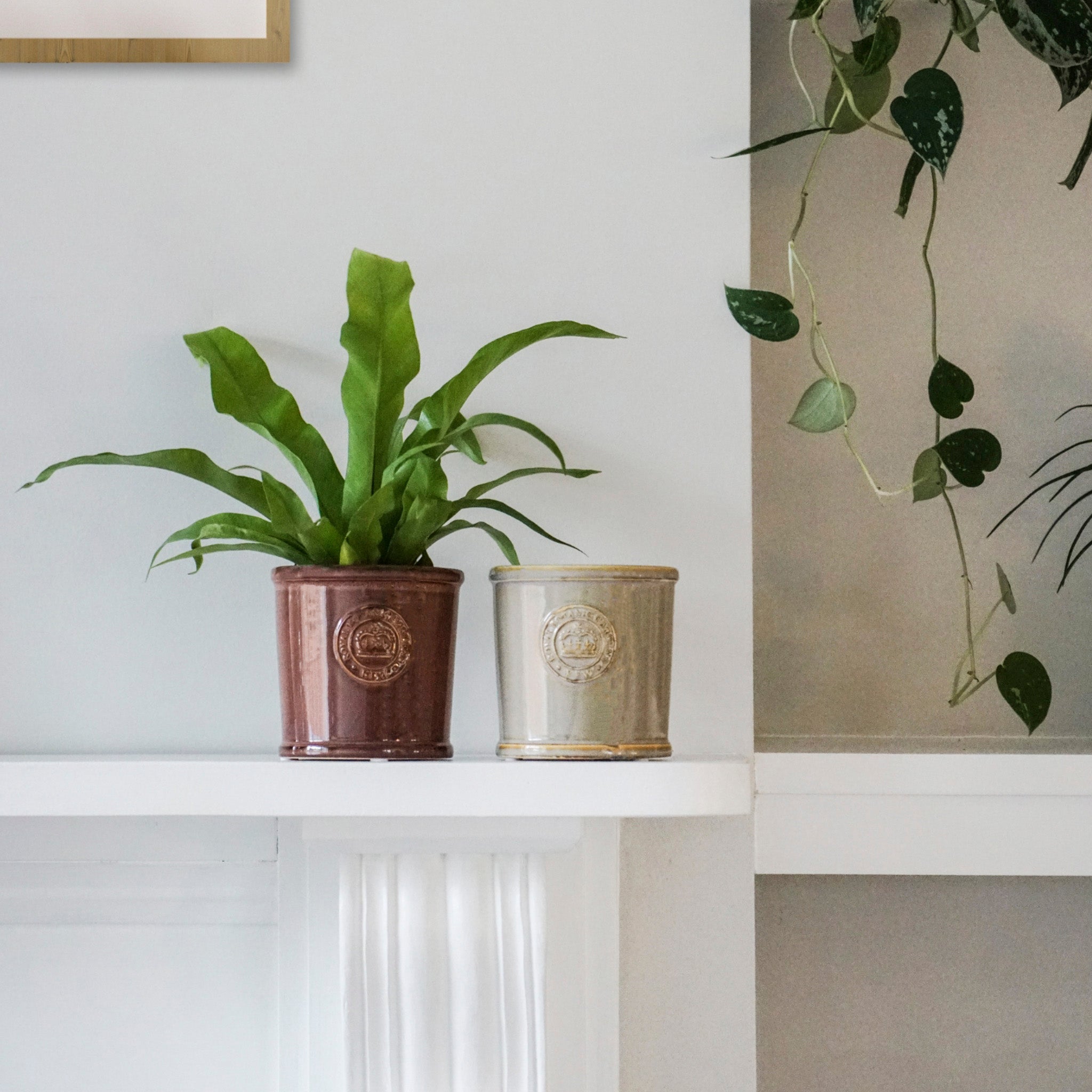 Two potted plants sit on a white shelf. One displays large green leaves in the Kew Reactive Glaze Plum Planter, showcasing its premium finish, while the other features trailing vines. Both pots proudly display the Kew Gardens embossed logo.