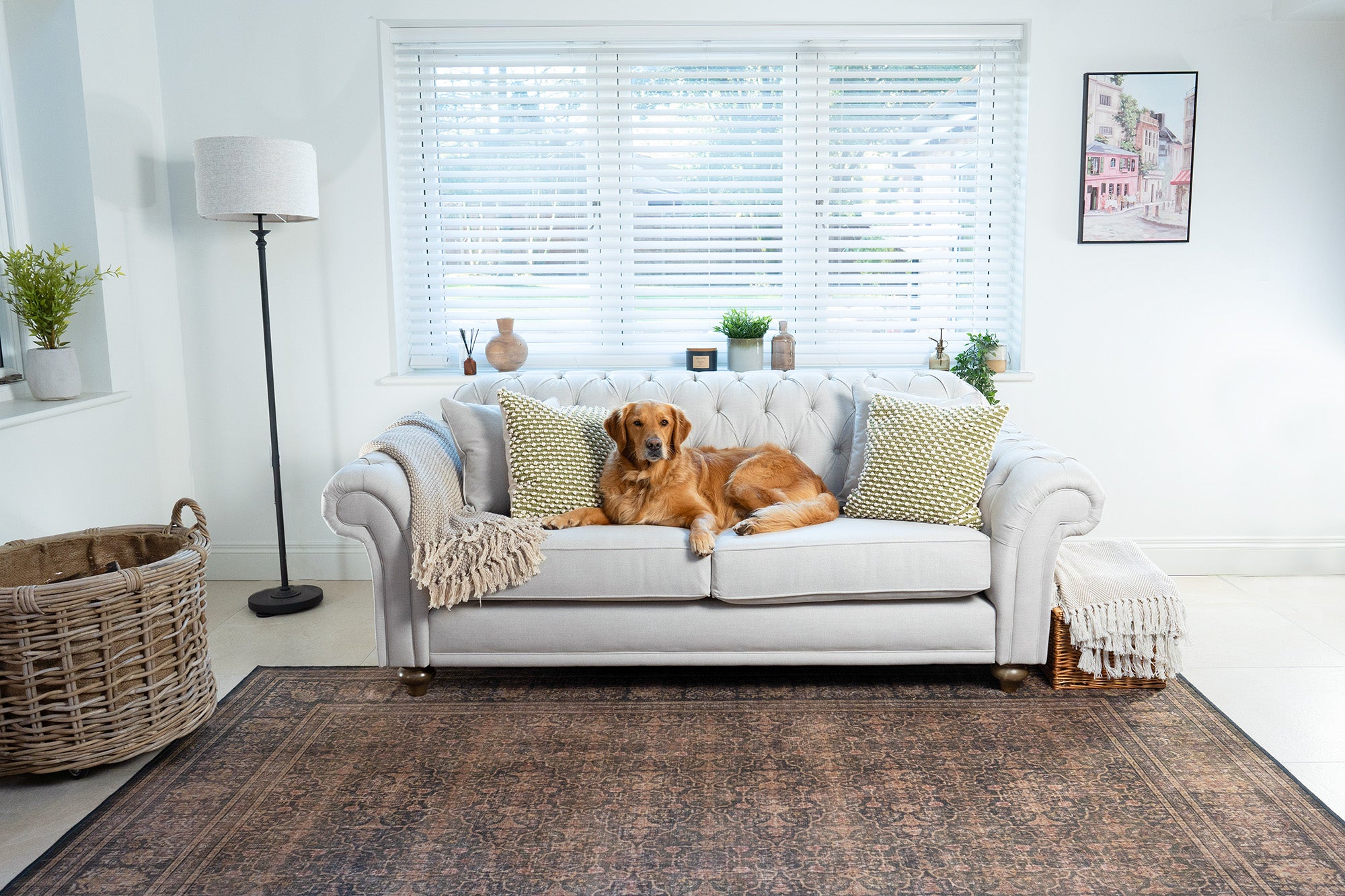 A cream coloured traditional sofa with a dog on it